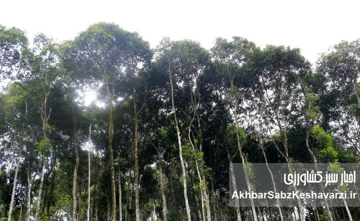 ویتنام چگونه با کاشت 4/ 1میلیارد درخت، جهان را شگفت‌زده کرد؟