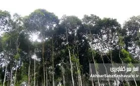 ویتنام چگونه با کاشت 4/ 1میلیارد درخت، جهان را شگفت‌زده کرد؟