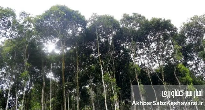 ویتنام چگونه با کاشت 4/ 1میلیارد درخت، جهان را شگفت‌زده کرد؟