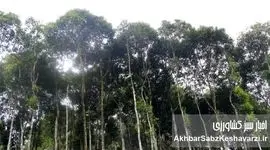 ویتنام چگونه با کاشت 4/ 1میلیارد درخت، جهان را شگفت‌زده کرد؟