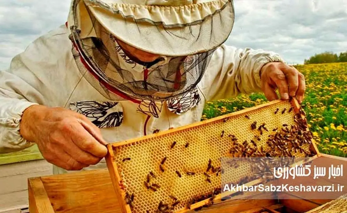 صنعت زنبورداری ایران؛ طلای شیرین طبیعت در مسیر توسعه پایدار