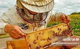 صنعت زنبورداری ایران؛ طلای شیرین طبیعت در مسیر توسعه پایدار