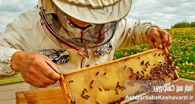 صنعت زنبورداری ایران؛ طلای شیرین طبیعت در مسیر توسعه پایدار