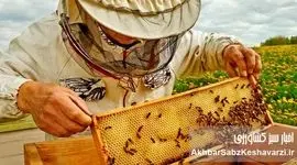 صنعت زنبورداری ایران؛ طلای شیرین طبیعت در مسیر توسعه پایدار