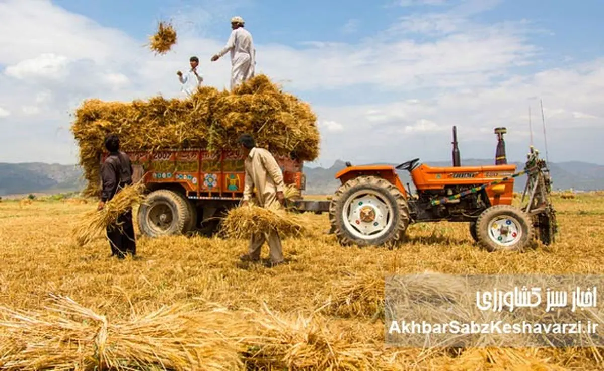 باز هم وعده، باز هم هفته بعد؛ گندمکاران طلبکار و دولت خوشحساب روی کاغذ!