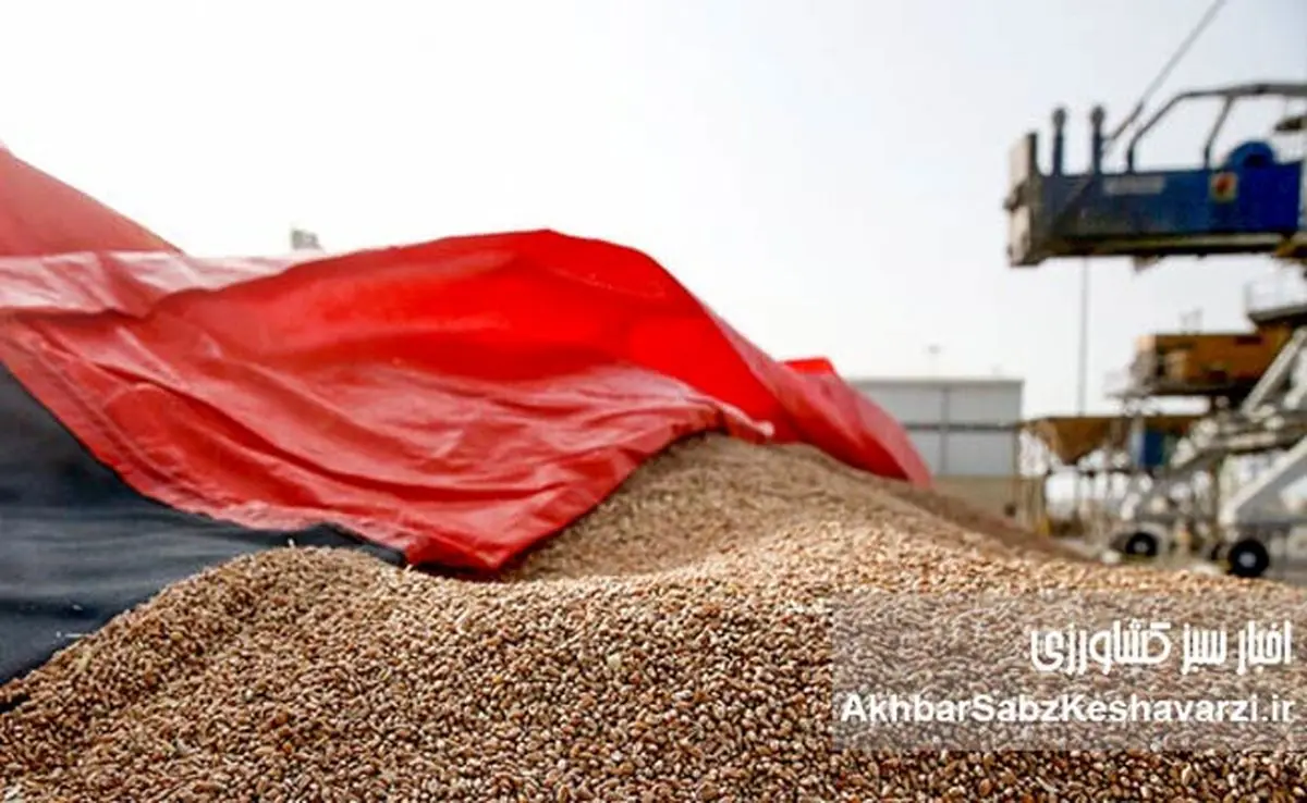 حبس نهاده‌های دامی در بنادر؛ مصوبه‌ای که ۴۰ روز ابلاغ نشد