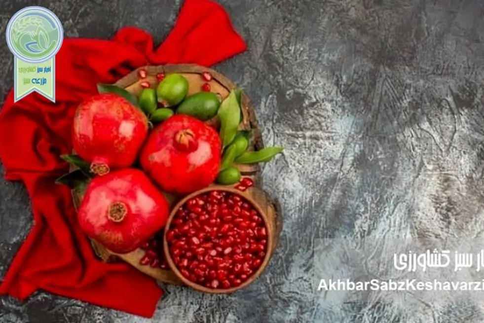 یلدا فرصتی برای باهم بودن فارغ از سرخی و زردی رویمان!