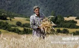 خسارت قطعی برق به کشاورزی یزد؛ ضرر ۱۳ هزار میلیارد تومانی در راه است