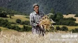 خسارت قطعی برق به کشاورزی یزد؛ ضرر ۱۳ هزار میلیارد تومانی در راه است