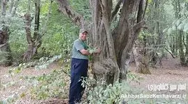 تنوع زیستی بی‌نظیر در پارک جنگلی هیرکانی النگدره گرگان+ویدئو