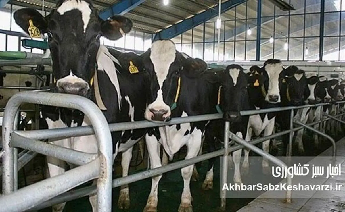 هشدار سازمان FAO به کشورهای خاور نزدیک و اوراسیای غربی درباره خطر گسترش تب برفکی سروتیپ SAT1