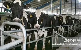 هشدار سازمان FAO به کشورهای خاور نزدیک و اوراسیای غربی درباره خطر گسترش تب برفکی سروتیپ SAT1