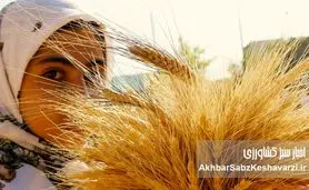 شکاف فاحش میان آمار داخلی و جهانی؛ وزارت جهاد کشاورزی پاسخگو باشد