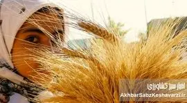شکاف فاحش میان آمار داخلی و جهانی؛ وزارت جهاد کشاورزی پاسخگو باشد