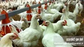 حمایت از مرغداران: خرید حمایتی ۳۰ هزار تُن تخم مرغ به پایان رسید
