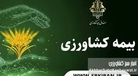 دولت از گندمکاران حمایت می‌کند؛ حق بیمه گندم به‌طور کامل پرداخت می‌شود