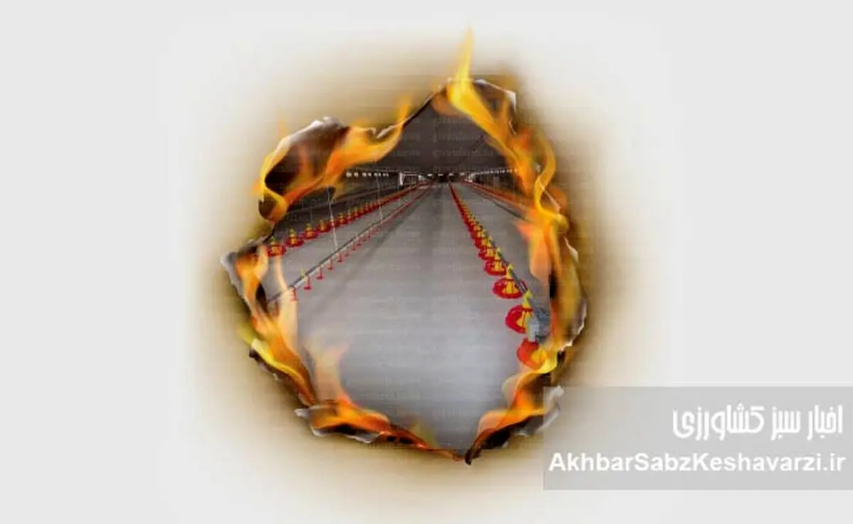 وقتی بحران به سفره مردم می‌رسد؛ فجایع در صنعت مرغداری