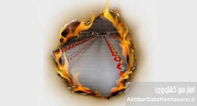 وقتی بحران به سفره مردم می‌رسد؛ فجایع در صنعت مرغداری