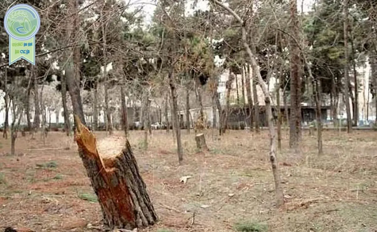 ۸۸۰۰ درخت خشک یا آفت زده در چیتگر

