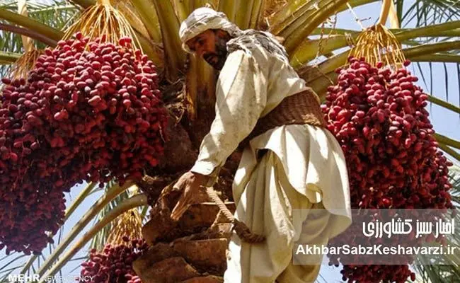  فریاد نخلستان‌های بی‌صدا: قصه تلخ کشاورزی در سراوان؛ جان می‌دهیم، نان نمی‌بریم!