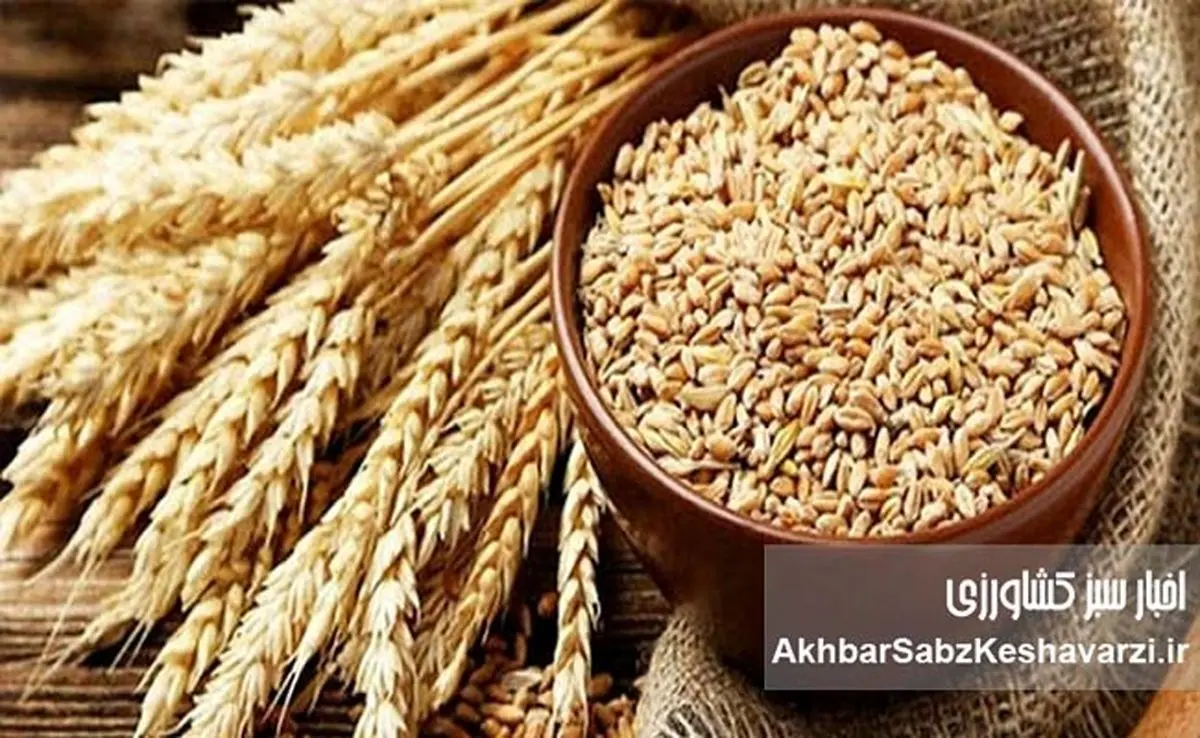 بوی «گرانی نان» به مشام میرسد؟ چرا دولت و کشاورزان بر سر قیمت گندم به توافق نمیرسند؟