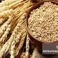بوی «گرانی نان» به مشام می‌رسد؟ چرا دولت و کشاورزان بر سر قیمت گندم به توافق نمی‌رسند؟