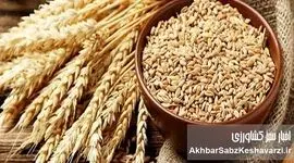 بوی «گرانی نان» به مشام می‌رسد؟ چرا دولت و کشاورزان بر سر قیمت گندم به توافق نمی‌رسند؟