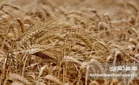 قیمت جدید گندم چقدر آب میخورد؟ (پیشنهاد ۳۲,۵۰۰ تومانی روی میز!)