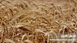 قیمت جدید گندم چقدر آب می‌خورد؟ (پیشنهاد ۳۲,۵۰۰ تومانی روی میز!)