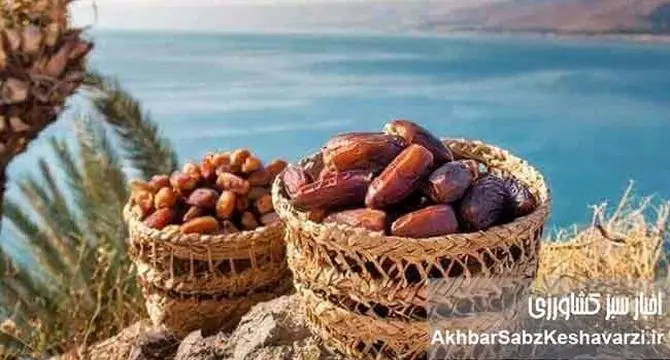 خواص انواع خرما: راهنمای جامع برای انتخاب بهترین خرما