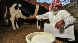بزرگترین "شهر دام" خاورمیانه در عربستان ساخته شد