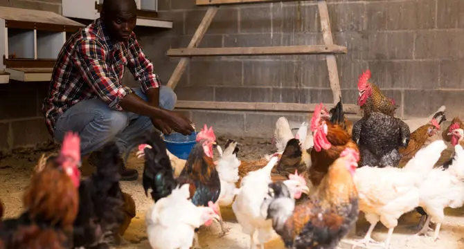 کارآفرین کامرونی، مرغداری کشور را تقویت می کند