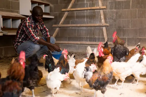کارآفرین کامرونی، مرغداری کشور را تقویت می کند