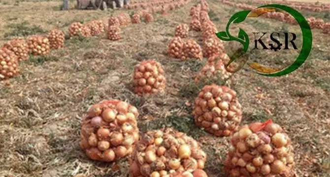 گامی بلند برای کشاورزی پایدار: همکاری کیمیای سبز رفسنجان و وزارت جهاد کشاورزی