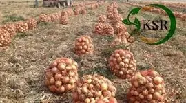 گامی بلند برای کشاورزی پایدار: همکاری کیمیای سبز رفسنجان و وزارت جهاد کشاورزی