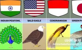 ۱۰ پرنده ملی جهان؛ پرواز نمادها از اسطوره تا پرچم کشورها
