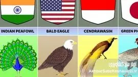 ۱۰ پرنده ملی جهان؛ پرواز نمادها از اسطوره تا پرچم کشورها
