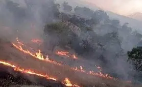 ​آتش مزارع به جان منطقه حفاظت‌شده خائیز افتاد+ویدئو

