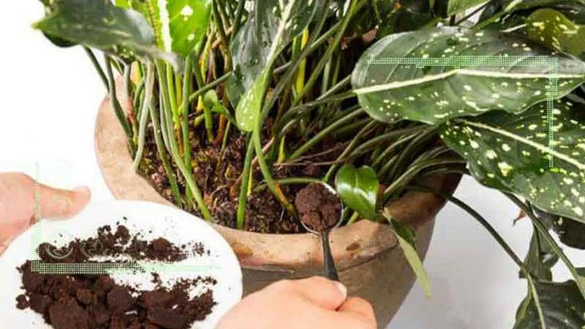 تقویت گیاهان آپارتمانی با کود چای
