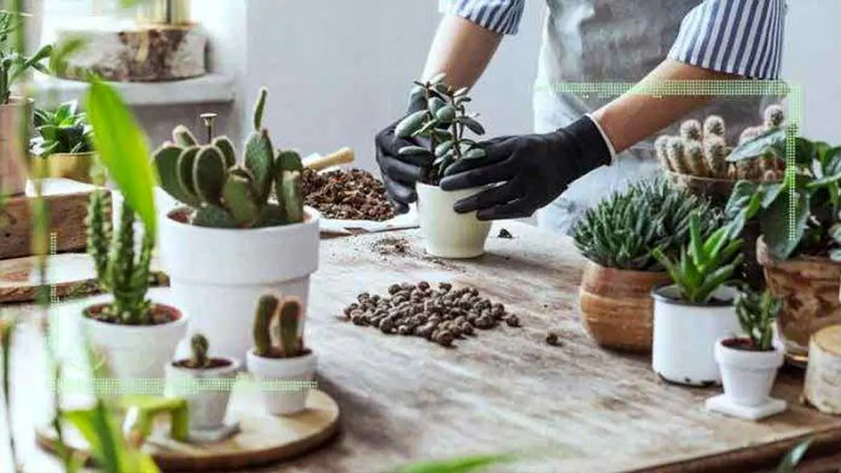 گیاهان خانگی خود را با مواد طبیعی تقویت کنید