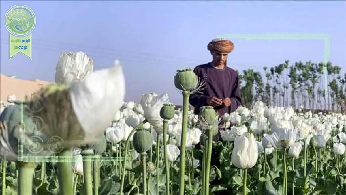 وابستگی اقتصاد افغانستان به خشخاش قطع می‌شود؟