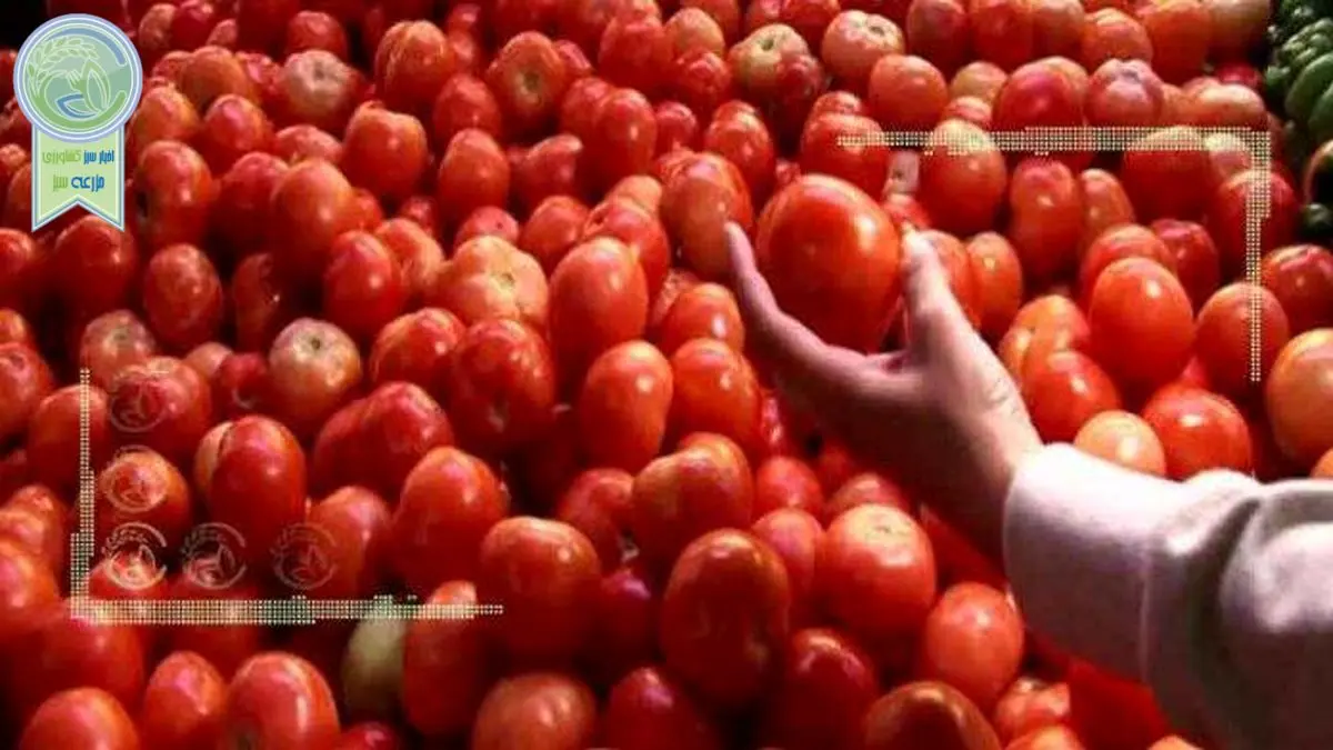کامیونداران بار نزدند قیمت گوجه سر به فلک کشید