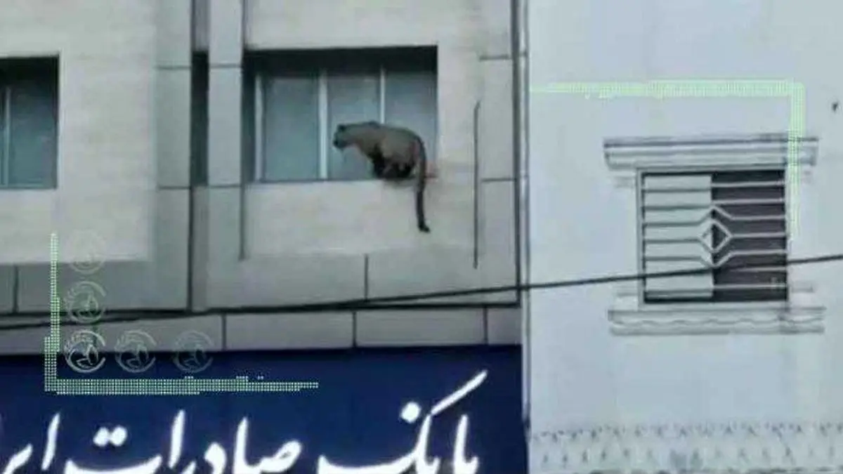 پلنگ کُشی در مازندران