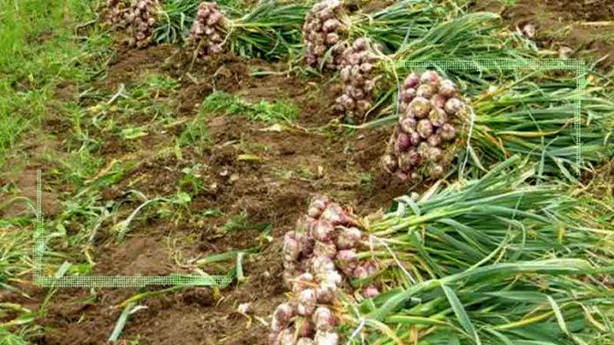 ۸۰ درصد سود کشت سیر در جیب دلالان