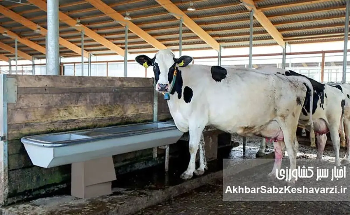 دامداری‌های ایران همچنان درگیر تب برفکی؛ نهاده‌های دامی قطره‌چکانی عرضه می‌شوند