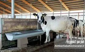 دامداری‌های ایران همچنان درگیر تب برفکی؛ نهاده‌های دامی قطره‌چکانی عرضه می‌شوند