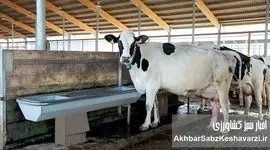 دامداری‌های ایران همچنان درگیر تب برفکی؛ نهاده‌های دامی قطره‌چکانی عرضه می‌شوند