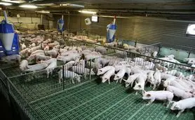 دونگ نای به سمت دامداری در مقیاس بزرگ حرکت می‌کند