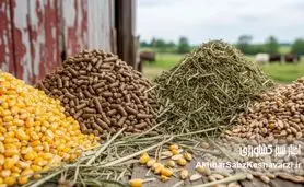  التهاب دوباره در قیمت نهاده‌های دامی؛ زنگ خطر برای گوشت و شیر