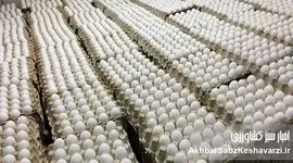 صادرات تخم مرغ ایران به عمان به زودی آغاز می‌شود